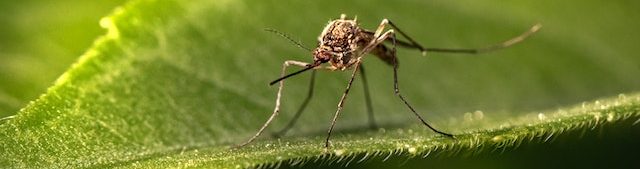 Mosquito on a green leaf