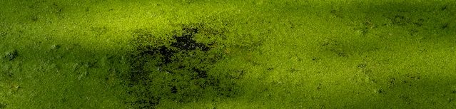 Algae bloom