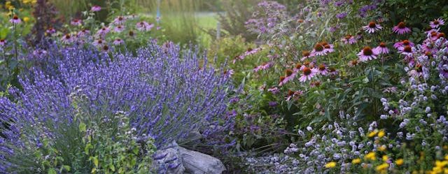Landcaped garden with plants and flowers